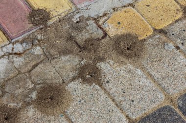 Kaldırım döşeme aşınma çatlaklar ve aşınma izleri ile eski kaldırım doku. Kaldırım arasında yarıklar içinde kentsel siyah karıncalar karınca tabaka