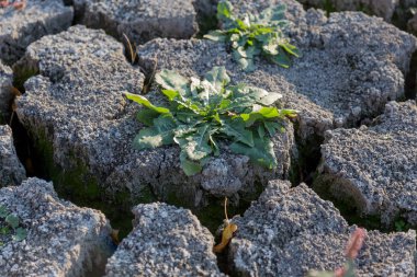 Kötü arazi. Kırık arka plan kuru. Çatlaklar. Çatlaklar topraktır. Azaltılmış doku. Kuraklık ortamında. Kurak bitki yaşam için mücadele. Kuru zeminde büyüyen bitki. Arazi kırsal alanlarda çatlaklar