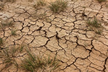 Kötü arazi. Kırık arka plan kuru. Çatlaklar. Çatlaklar topraktır. Azaltılmış doku. Kuraklık ortamında. Kurak bitki yaşam için mücadele. Kuru zeminde büyüyen genç bitki