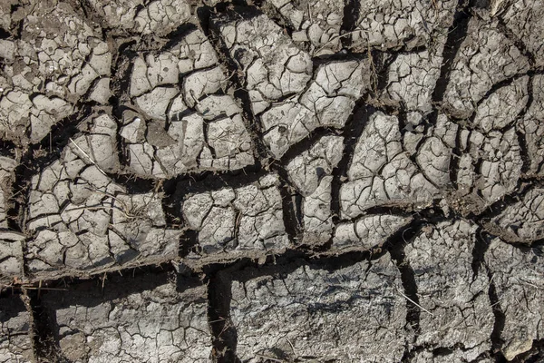 Droogte Gedroogde Bodem Van Lake Rivier Zee Dode Krabben Drogen — Stockfoto