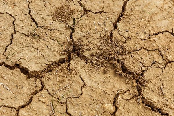 Bad land. Dry cracked background. Cracks. Soil is in cracks. Reduced texture. Drought in environment. Arid land, plant struggling for life. Young plant growing on dry land