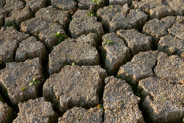 Bad land. Dry cracked background. Cracks. Soil is in cracks. Reduced texture. Drought in environment. Arid land, plant struggling for life. Plant growing on dry land. Cracks in land in rural areas