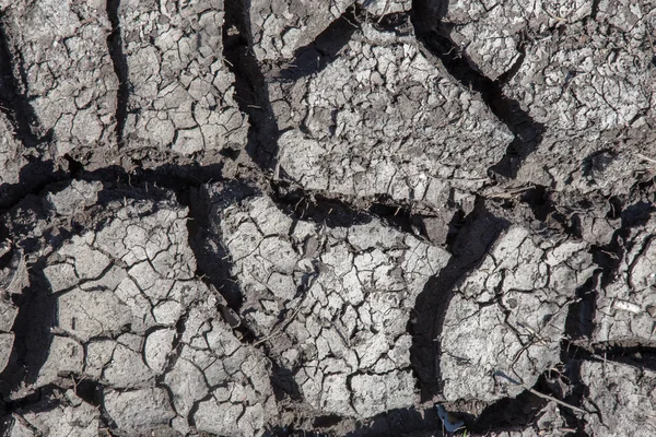 Sécheresse Fond Asséché Lac Rivière Mer Les Crabes Morts Sont — Photo