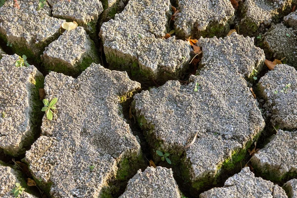 Bad land. Dry cracked background. Cracks. Soil is in cracks. Reduced texture. Drought in environment. Arid land, plant struggling for life. Plant growing on dry land. Cracks in land in rural areas