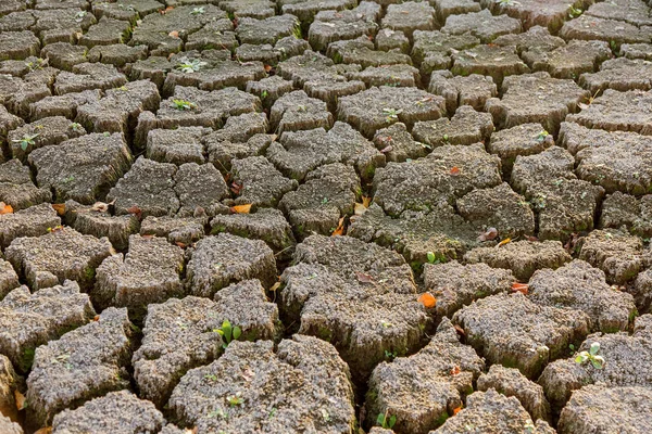 Terreni Cattivi Sfondo Fessurato Secco Cracks Suolo Incrinato Texture Ridotta — Foto Stock