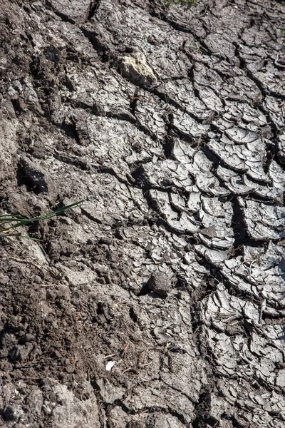 Seca Fundo Seco Lago Mar Rio Caranguejos Mortos Secos Seca — Fotografia de Stock