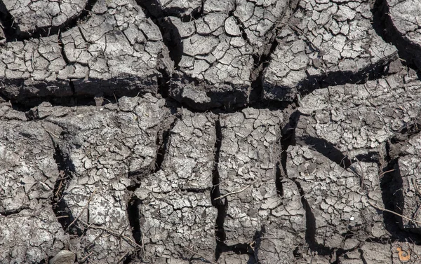 Drought Dried Bottom Lake River Sea Dead Crabs Dry Drought — Stock Photo, Image