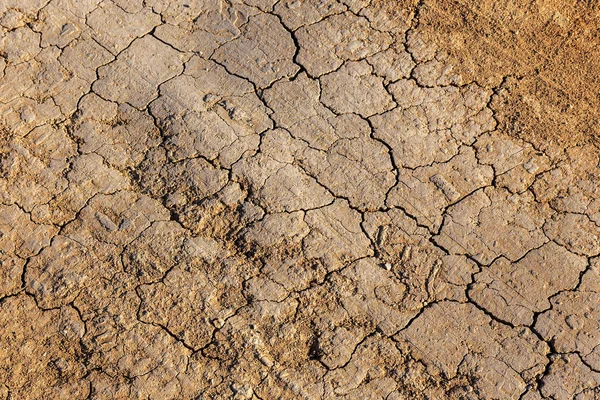糟糕的土地 干燥破裂的背景 土壤在裂缝中 减少纹理 环境中的干旱 干旱的土地 植物为生命而奋斗 生长在旱地上的幼苗 — 图库照片