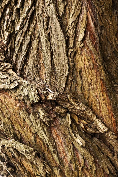 Geweven Hout Natuurlijke Hout Oppervlak Ideaal Voor Achtergronden Texturen Schors — Stockfoto