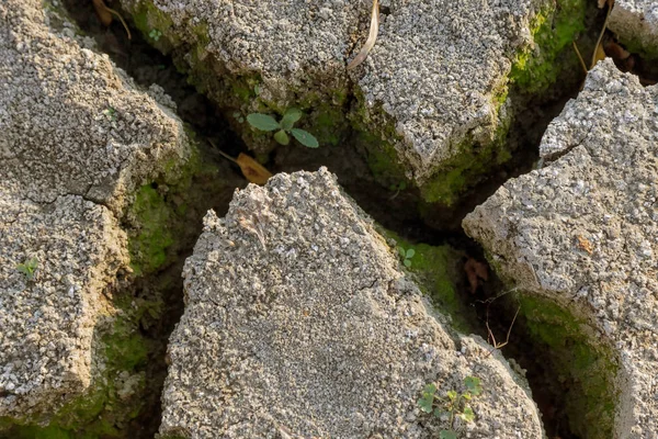 Terreni Cattivi Sfondo Fessurato Secco Cracks Suolo Incrinato Texture Ridotta — Foto Stock