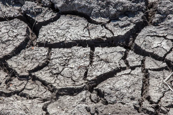 Засуха Сухое Дно Озера Мертвые Крабы Высохли Засухи Сухая Трещина — стоковое фото