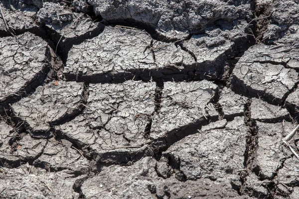 Seca Fundo Seco Lago Mar Rio Caranguejos Mortos Secos Seca — Fotografia de Stock