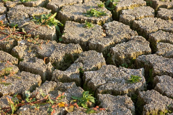 Bad land. Dry cracked background. Cracks. Soil is in cracks. Reduced texture. Drought in environment. Arid land, plant struggling for life. Plant growing on dry land. Cracks in land in rural areas