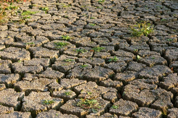 Bad land. Dry cracked background. Cracks. Soil is in cracks. Reduced texture. Drought in environment. Arid land, plant struggling for life. Plant growing on dry land. Cracks in land in rural areas