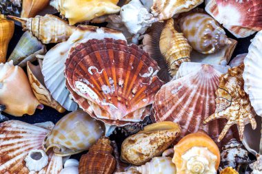 Güzel renkli egzotik deniz ve okyanus lavabolar, taş parlak yaratıcı moda doğal Güney arka plan olarak