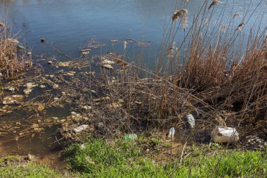 Kirli kanalizasyon ve küçük nehir ev çöpleri, sulama kanalı alg hızlı büyüme neden olur. Su kirliliği. Ekolojik sorun. Sorun plastik. Su kullanımı tehlikelidir, bu yasaktır