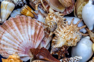 Güzel renkli egzotik deniz ve okyanus lavabolar, taş parlak yaratıcı moda doğal Güney arka plan olarak