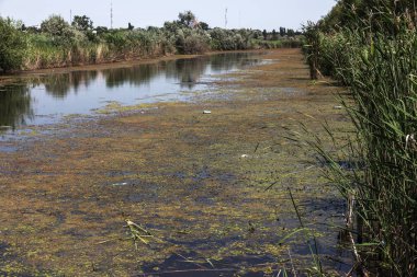 Küçük ölmekte olan nehir marsh bitkilerle büyümüş. Çevre kirliliği apışıp kalmak, alg hızlı büyüme. Ekolojik sorun. Suda berbatım. Plastik şişe doğa kirletmez. Şişe ve nehir çöpe