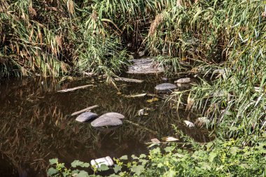 Odessa, Ukrayna - 8 Ağustos 2015: enkaz ve kirli atık su büyük miktarda yosun hızlı büyüme göle neden oldu. Su kirliliği. Ekolojik sorun