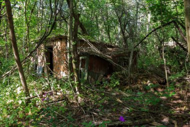 Radyoaktif ölü bölge Chernobyl evde kalıntıları. Yok edilen terk edilmiş evde büyür ve orman içinde ölür. Çernobil'de ev mistik kalıntıları. Orman, ağaçlar absorbe, evleri yok. Seçici odak