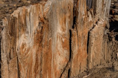 Eski ahşap plakalar kurumuş tuzlu Haliç kıyısında çatlaklar içinde arka plan. Yaratıcı doğal tasarım için arka plan olarak güzel doku ile eski ağaç