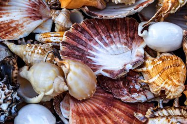 Güzel renkli egzotik deniz ve okyanus lavabolar, taş parlak yaratıcı moda doğal Güney arka plan olarak