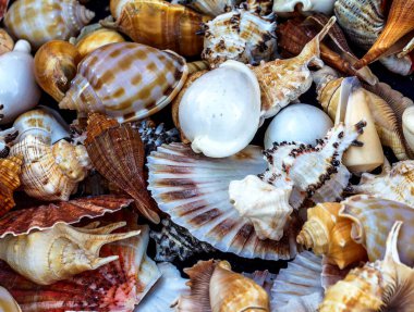 Güzel renkli egzotik deniz ve okyanus lavabolar, taş parlak yaratıcı moda doğal Güney arka plan olarak