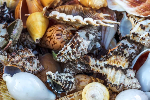 Vackra Färgglada Exotiska Marina Och Havet Sjunker Sten Som Ljusa — Stockfoto