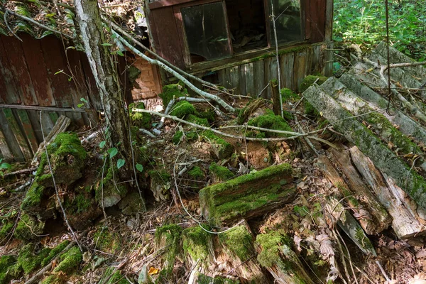 Ruínas Casa Zona Morta Radioactiva Chernobyl Casa Abandonada Destruída Cresce — Fotografia de Stock