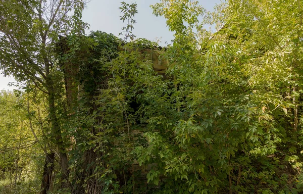 Ruins of house in radioactive dead zone Chernobyl. Destroyed abandoned house grows and dies in forest. Mystical Ruins of house in Chernobyl. Forest, trees absorb, destroy houses. Selective focus