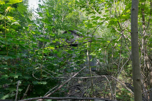 Ruins House Radioactive Dead Zone Chernobyl Destroyed Abandoned House Grows — Stock Photo, Image