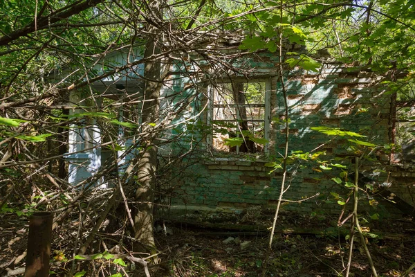 Ruínas Casa Zona Morta Radioactiva Chernobyl Casa Abandonada Destruída Cresce — Fotografia de Stock