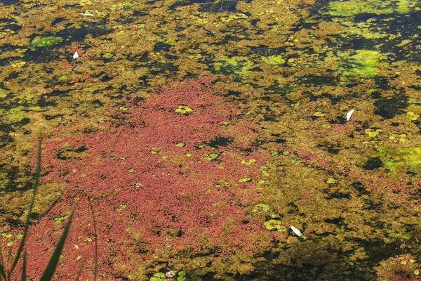 瀕死の小さな川は 湿地の植物と草に覆われました 周囲の汚染を跨ぐ 藻類の急速な成長 生態学的な問題があります 水中をゴミします プラスチック製のボトルは 自然を汚染します 川のゴミ — ストック写真