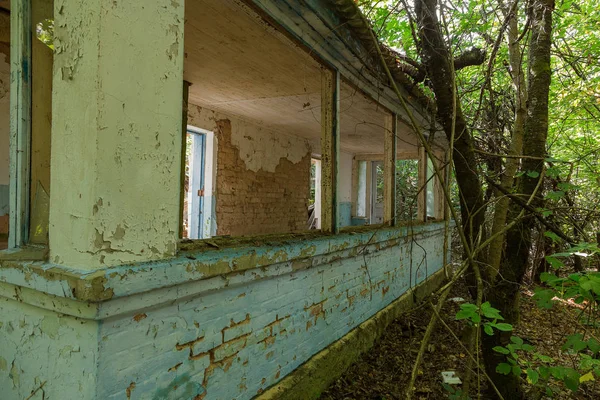 Ruins of house in radioactive dead zone Chernobyl. Destroyed abandoned house grows and dies in forest. Mystical Ruins of house in Chernobyl. Forest, trees absorb, destroy houses. Selective focus