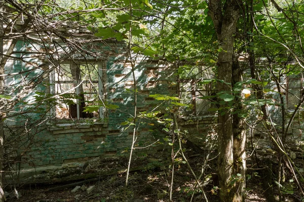 Ruínas Casa Zona Morta Radioactiva Chernobyl Casa Abandonada Destruída Cresce — Fotografia de Stock