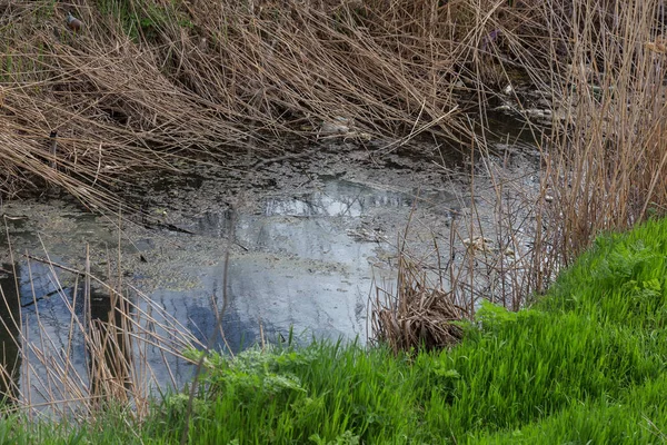 汚い下水 小さな川で家庭のゴミ 用水路は藻類の急速な成長を引き起こします 水汚染 生態学的な問題があります プラスチックの問題 水の使用は危険です これは禁止されて — ストック写真
