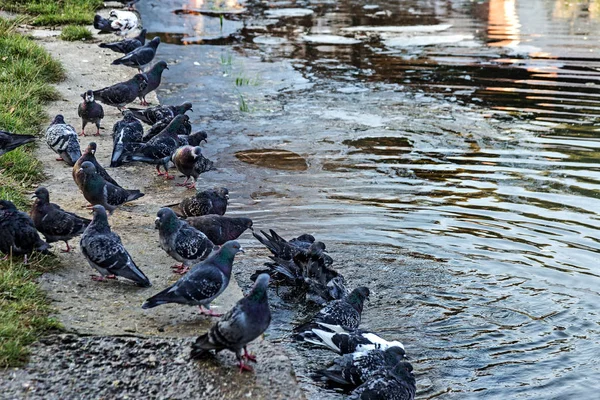 Taches Huile Sale Surface Eau Lac Polluée Par Ruissellement Des — Photo