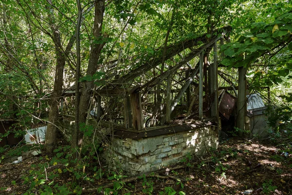 Ruínas Casa Zona Morta Radioactiva Chernobyl Casa Abandonada Destruída Cresce — Fotografia de Stock