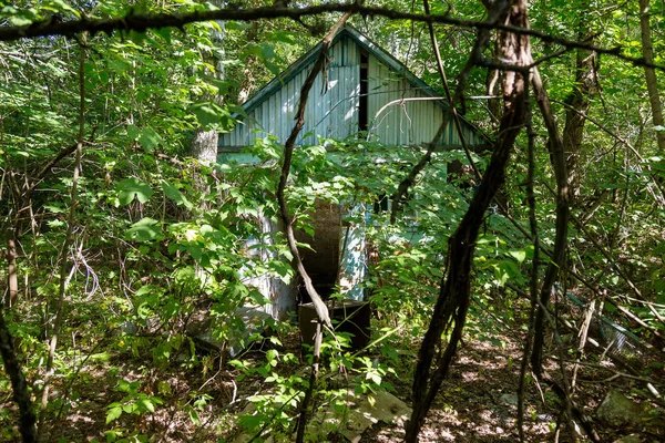 Ruins of house in radioactive dead zone Chernobyl. Destroyed abandoned house grows and dies in forest. Mystical Ruins of house in Chernobyl. Forest, trees absorb, destroy houses. Selective focus