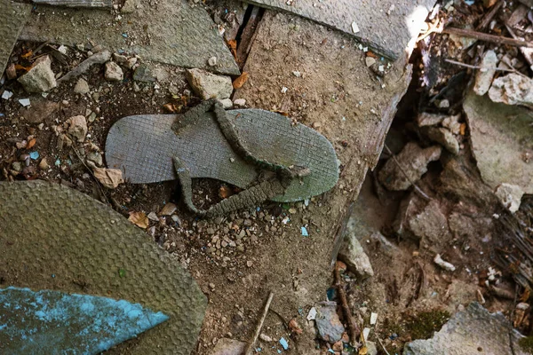 Ruins House Radioactive Dead Zone Chernobyl Destroyed Abandoned House Grows — Stock Photo, Image