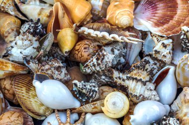 Güzel renkli egzotik deniz ve okyanus lavabolar, taş parlak yaratıcı moda doğal Güney arka plan olarak