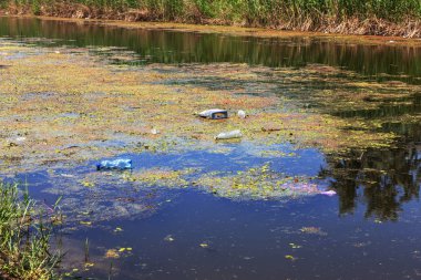 Küçük ölmekte olan nehir marsh bitkilerle büyümüş. Çevre kirliliği apışıp kalmak, alg hızlı büyüme. Ekolojik sorun. Suda berbatım. Plastik şişe doğa kirletmez. Şişe ve nehir çöpe