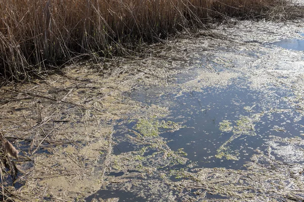 Špinavé Kanalizací Odpad Malé Řeky Zavlažovací Kanál Způsobuje Rychlý Růst — Stock fotografie