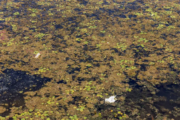 Small Dying River Overgrown Marsh Plants Pollution Surrounding Straddle Rapid — Stock Photo, Image