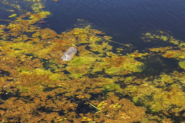 Une Petite Rivière Mourante Était Envahie Plantes Marécageuses Pollution Environnement — Photo