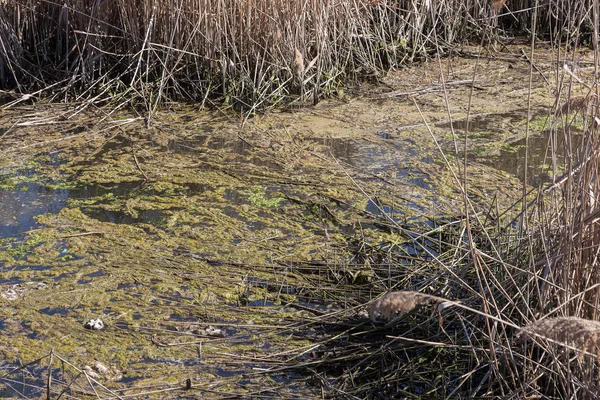 Špinavé Kanalizací Odpad Malé Řeky Zavlažovací Kanál Způsobuje Rychlý Růst — Stock fotografie