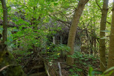 Radyoaktif ölü bölge Chernobyl evde kalıntıları. Yok edilen terk edilmiş evde büyür ve orman içinde ölür. Çernobil'de ev mistik kalıntıları. Orman, ağaçlar absorbe, evleri yok. Seçici odak