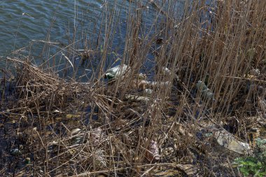 Kirli kanalizasyon ve küçük nehir ev çöpleri, sulama kanalı alg hızlı büyüme neden olur. Su kirliliği. Ekolojik sorun. Sorun plastik. Su kullanımı tehlikelidir, bu yasaktır