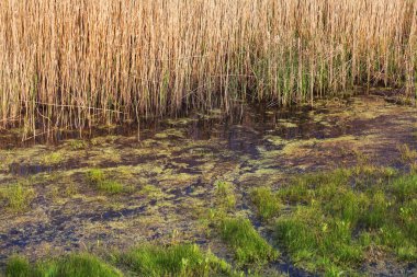 doğal gölet kanalizasyon ve ev çöp ile kirlenmiş. Kirlenmiş su kanalizasyon kanallardan doğa kirletmektedir. Çevre kirliliğinin çevre sorunu