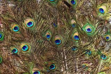 bazı renkli tavuskuşu tüylü koyu arka arka plan